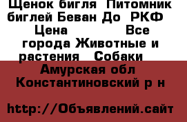 Щенок бигля. Питомник биглей Беван-До (РКФ) › Цена ­ 20 000 - Все города Животные и растения » Собаки   . Амурская обл.,Константиновский р-н